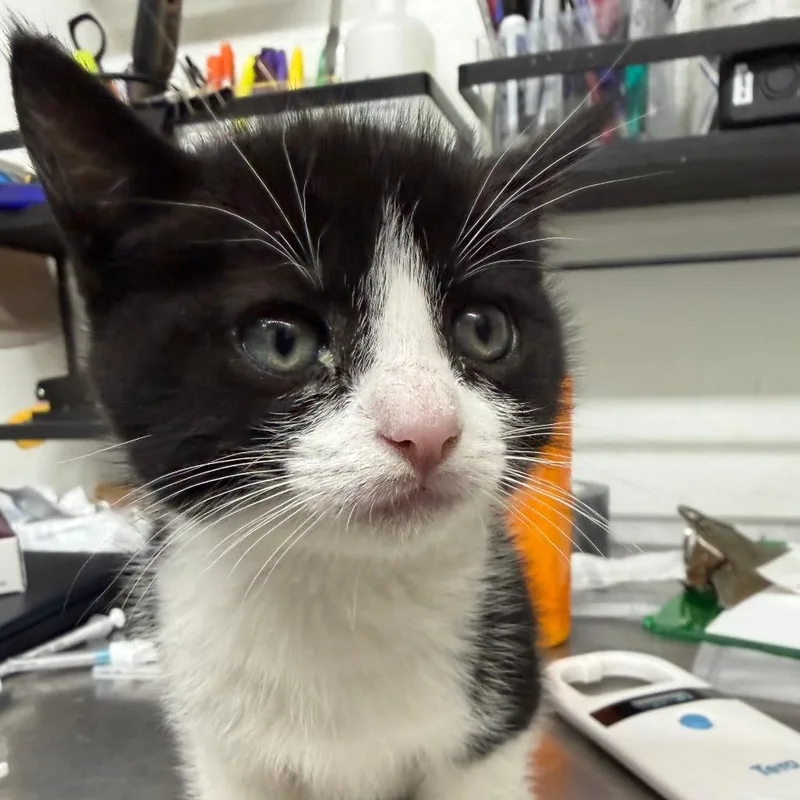 A baby small-sized female Black Domestic Short Hair cat named Fawn for adoption in Point Richmond, CA