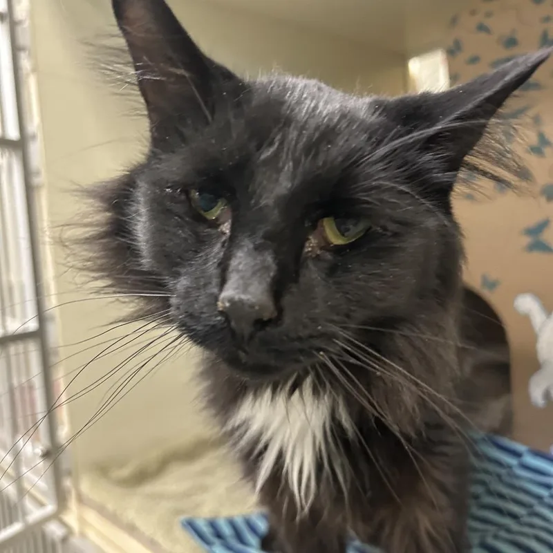 An adult medium-sized male Domestic Medium Hair cat named Fabian for adoption in West Olive, MI