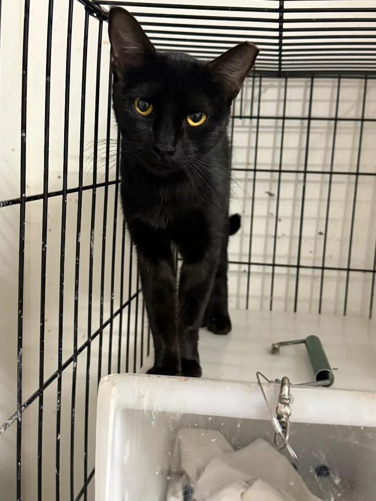 A young medium-sized female Domestic Short Hair cat named Lil Momma for adoption in Sorrento, LA