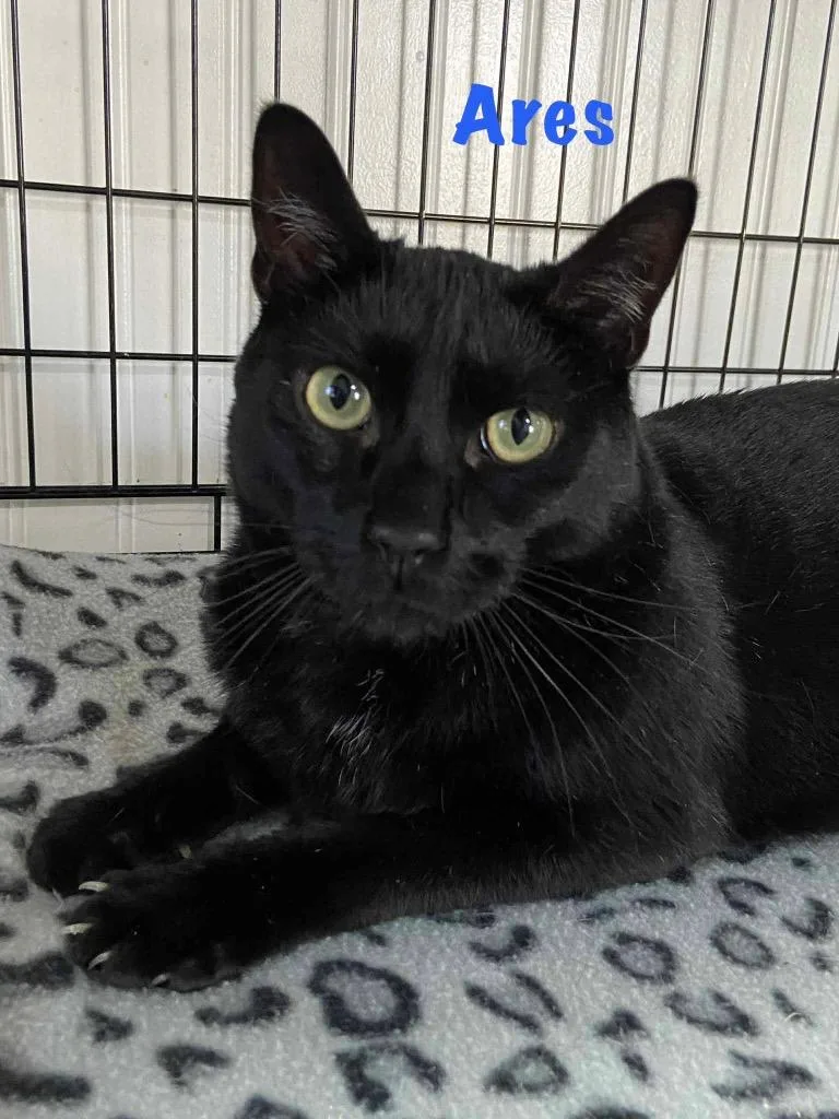 A young medium-sized male Domestic Short Hair cat named Ares for adoption in Hoover , AL