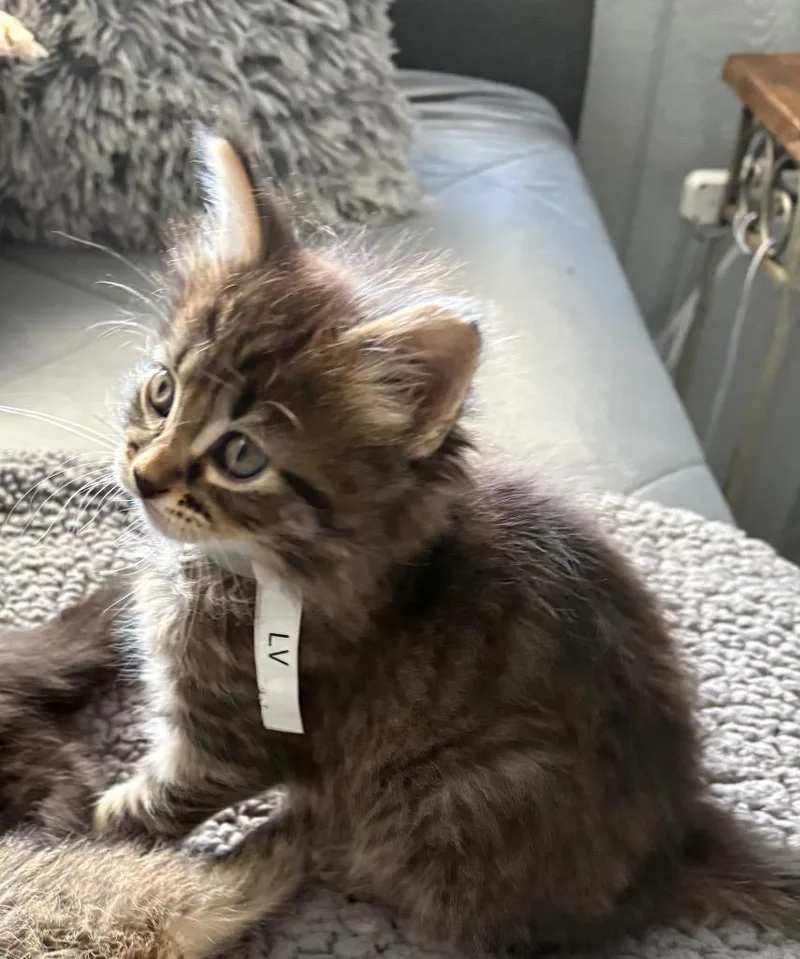 A baby small-sized male Tiger cat named Louis Vuitton for adoption in Syracuse, IN