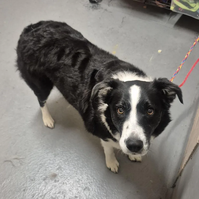 An adult medium-sized female Black Border Collie dog named Persephone for adoption in Tacoma, WA