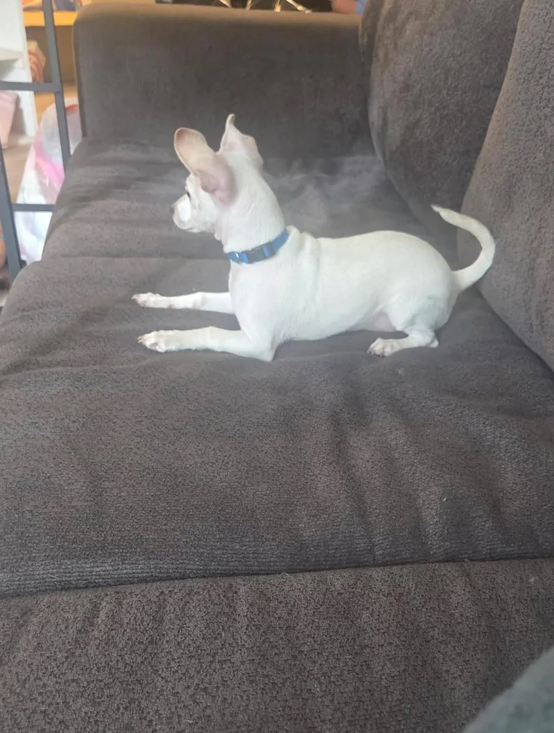 A baby small-sized male Chihuahua dog named Luca for adoption in Redlands , CA