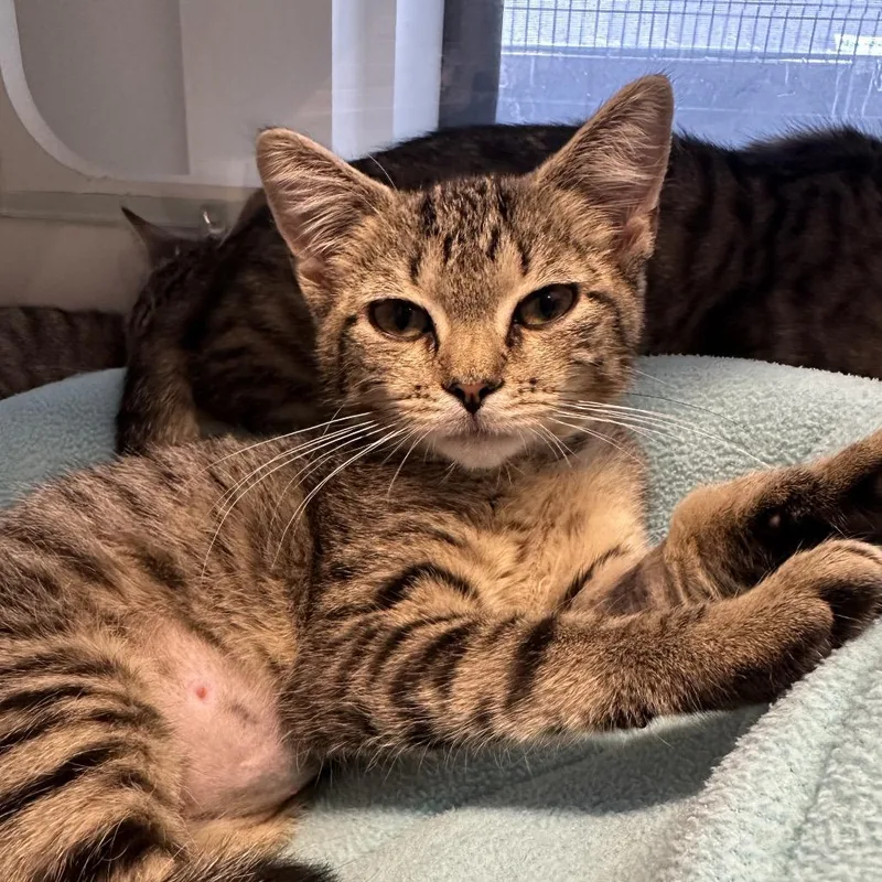 A baby small-sized female Brown / Chocolate Domestic Short Hair cat named Stirred for adoption in Westhampton, NY