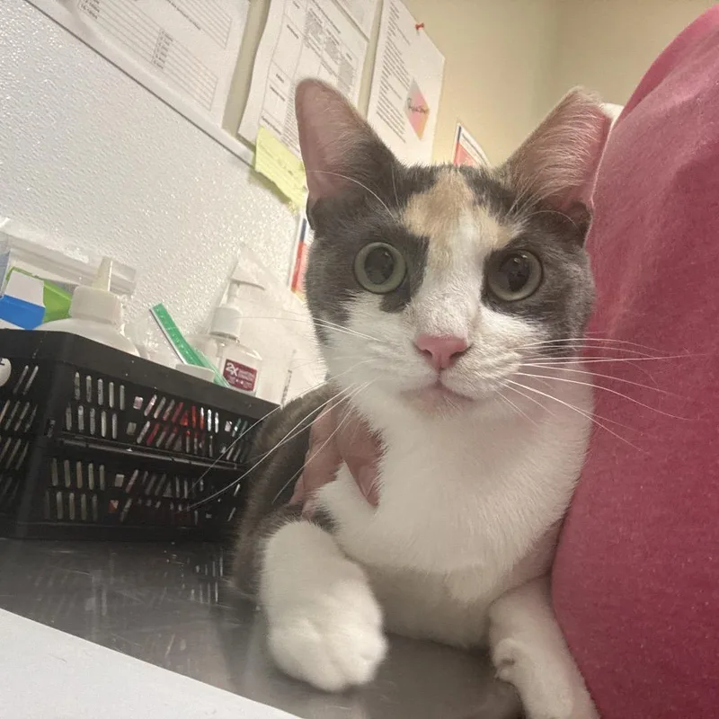 An adult large-sized female Calico Domestic Short Hair cat named Missy for adoption in Tulsa, OK