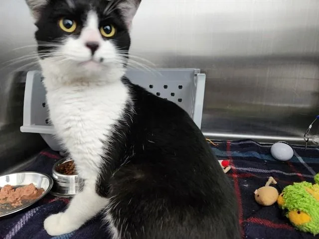 An adult small-sized male Domestic Short Hair cat named Guppy for adoption in Springfield, MA