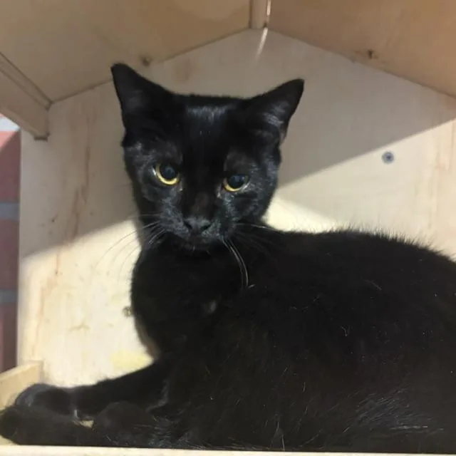 A young medium-sized male Black Domestic Short Hair cat named Sonny for adoption in Porter, TX