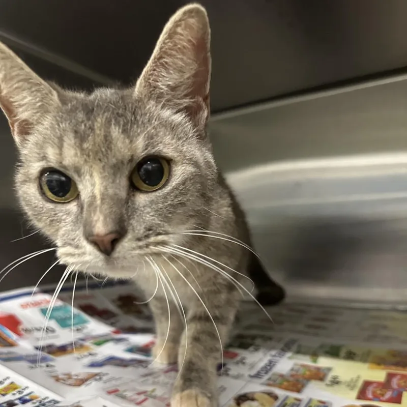 A young small-sized female Domestic Short Hair cat named Cakey for adoption in Corbin, KY