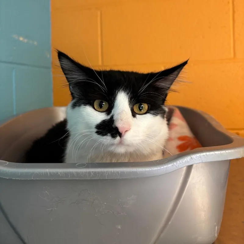 An adult medium-sized male Black Domestic Short Hair cat named Skeeter for adoption in Roxboro, NC