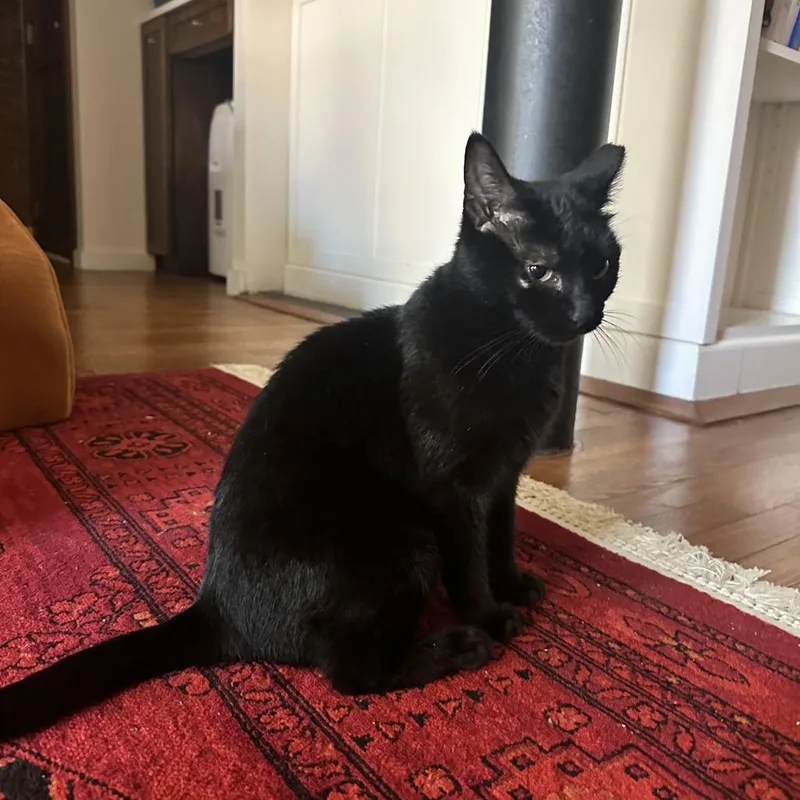 An adult medium-sized female Black Domestic Short Hair cat named Carolyn for adoption in New York, NY