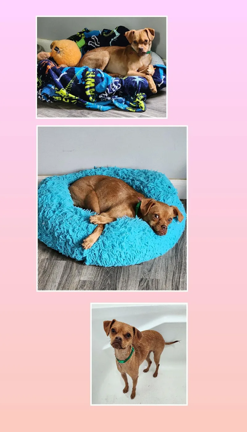 An adult small-sized female Red / Chestnut / Orange Puggle dog named Lucy for adoption in Lake Geneva, WI