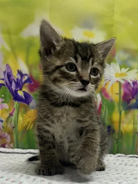 A baby small-sized male Domestic Short Hair cat named Mystery for adoption in San Antonio, TX