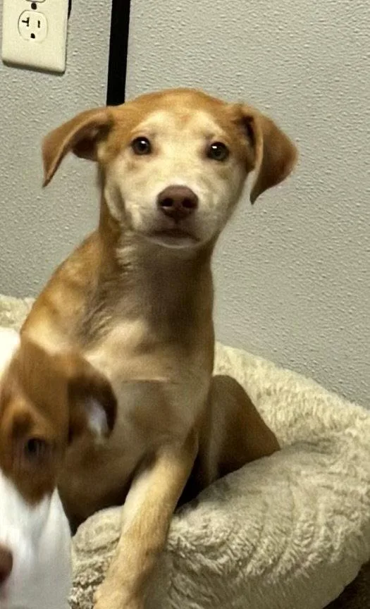 A baby medium-sized male Shepherd dog named Logan for adoption in Sanford, FL