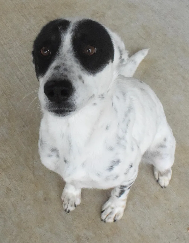 An adult medium-sized female White / Cream Cattle Dog dog named "penny" for adoption in Broken Arrow, OK