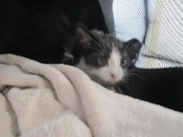 A baby small-sized male Domestic Short Hair cat named Baron for adoption in Ocala, FL