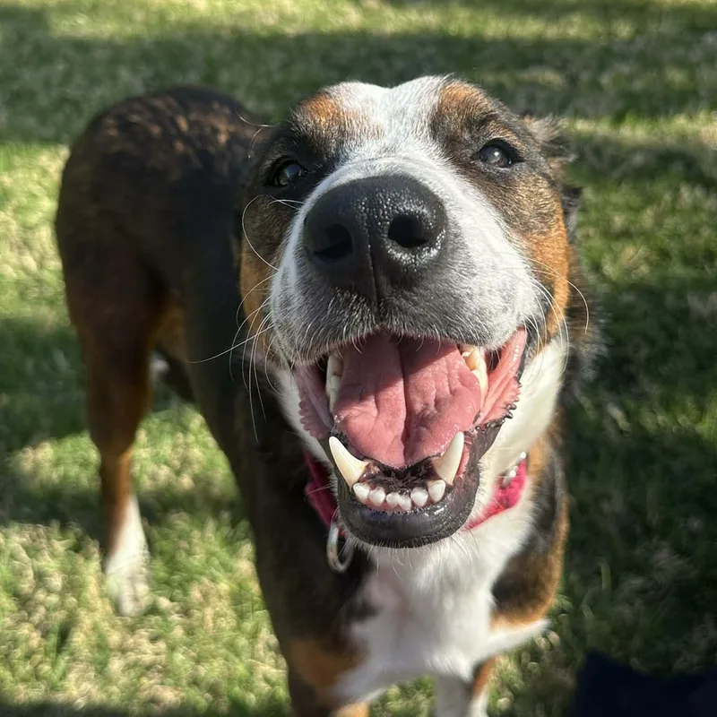 Tallulah thumbnail 2