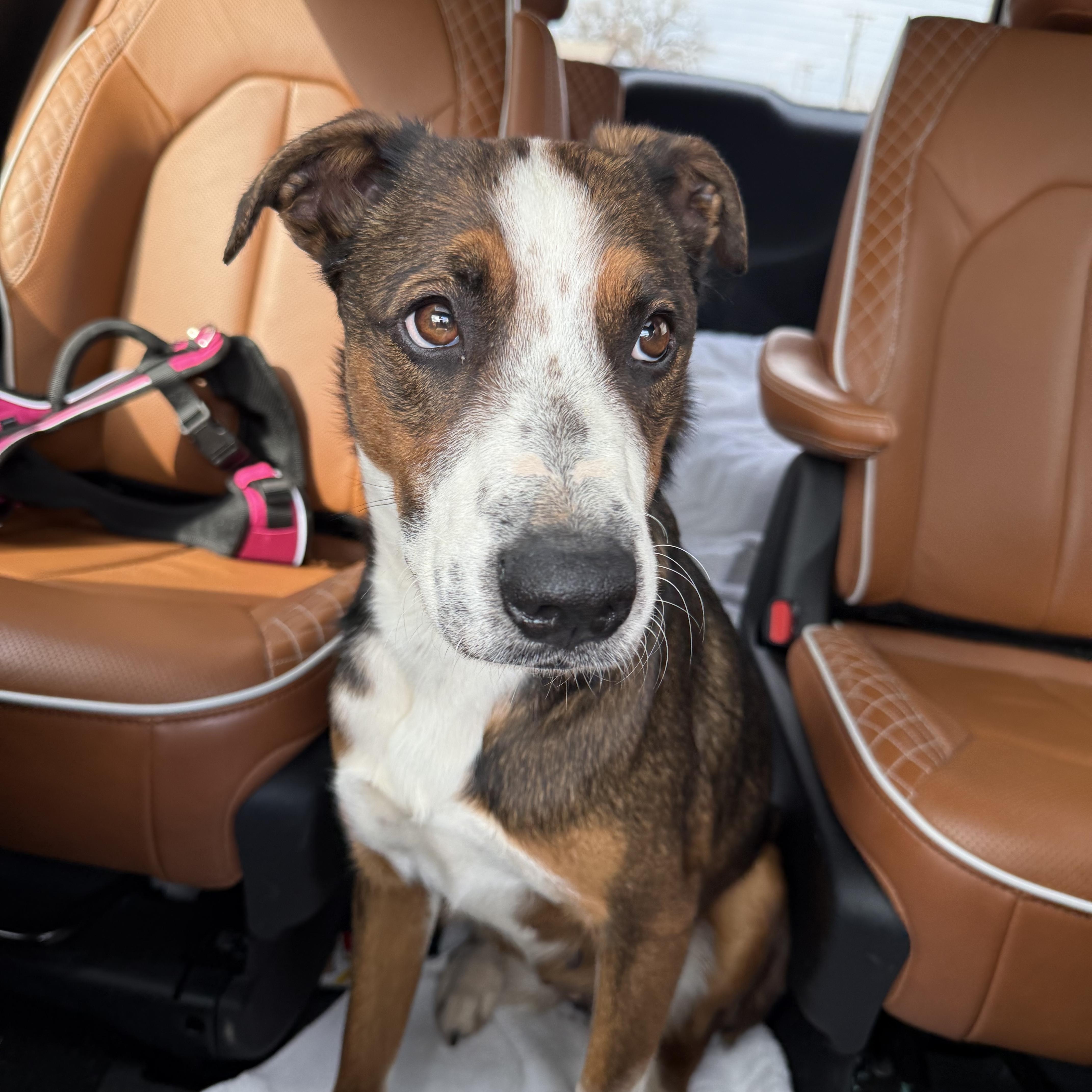 Tallulah thumbnail 3