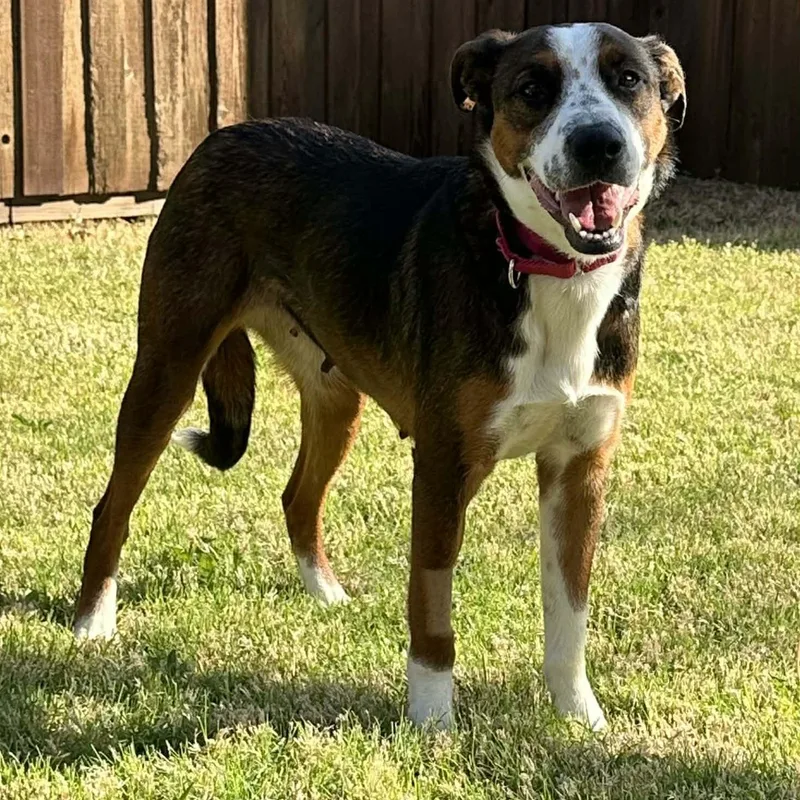 Tallulah thumbnail 4