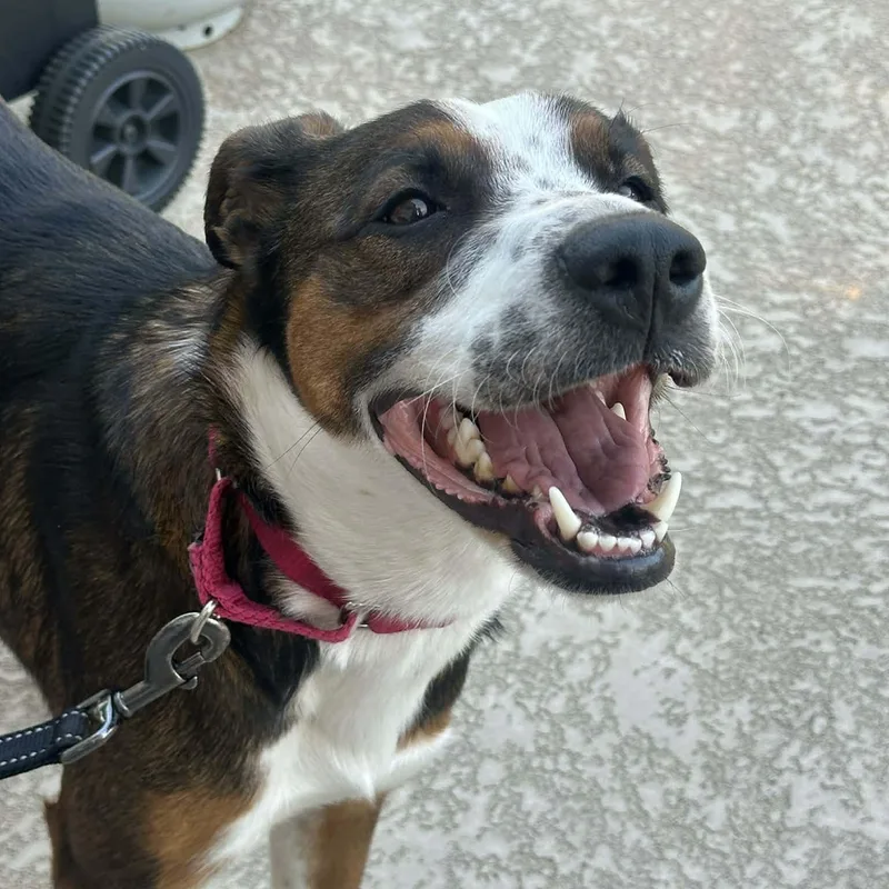 Tallulah thumbnail 5