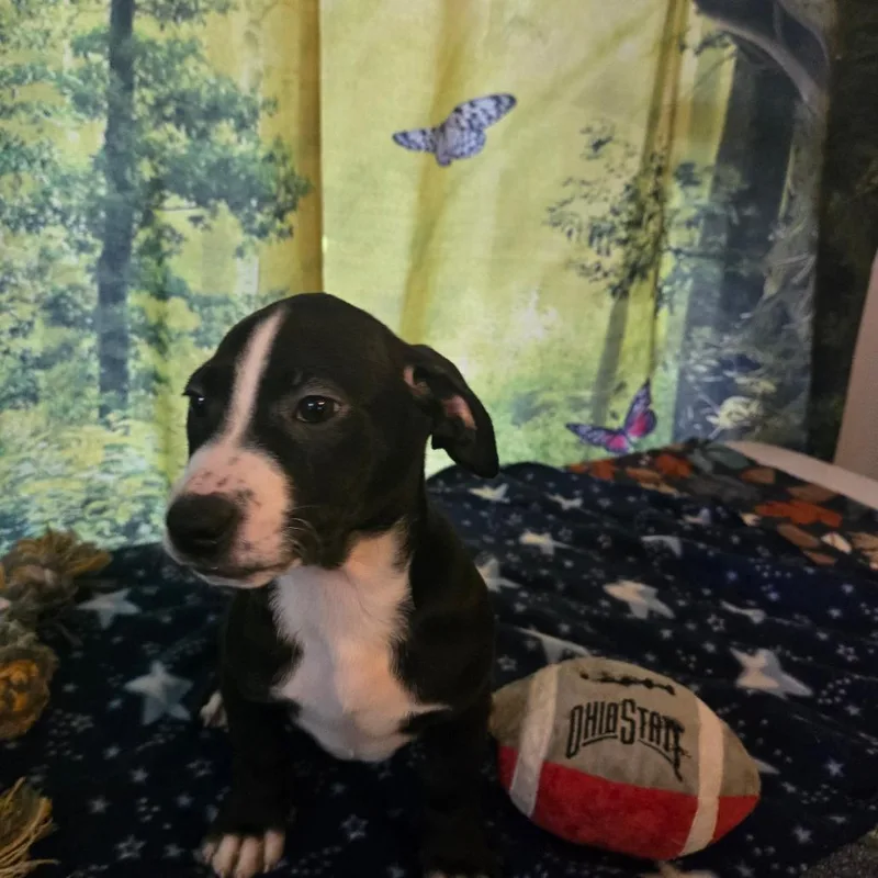 A baby medium-sized female Black Hound dog named Jacie for adoption in Lima, OH