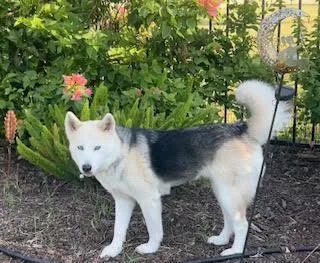 An adult medium-sized female Apricot / Beige Husky dog named Elsa for adoption in McAllen, TX