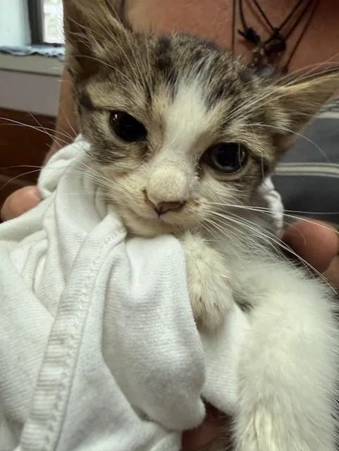 A baby small-sized female Domestic Short Hair cat named French Fry for adoption in Fort Walton Beach, FL