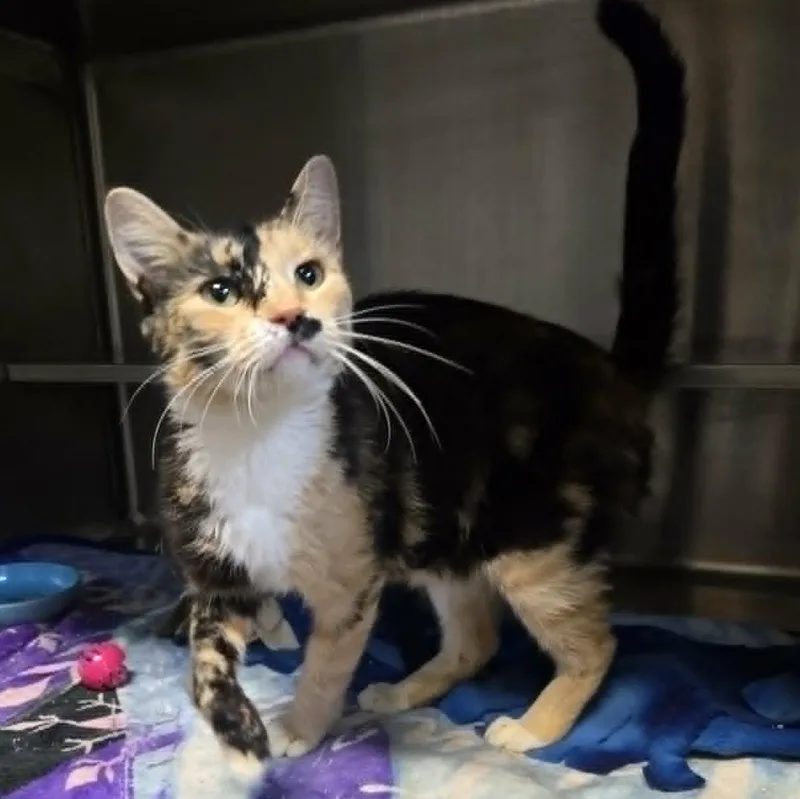 A baby medium-sized female Calico Domestic Short Hair cat named Rosalina for adoption in Watertown, WI