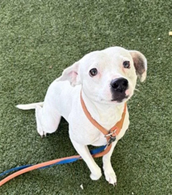 An adult medium-sized male American Staffordshire Terrier dog named Ghost for adoption in Tavares, FL
