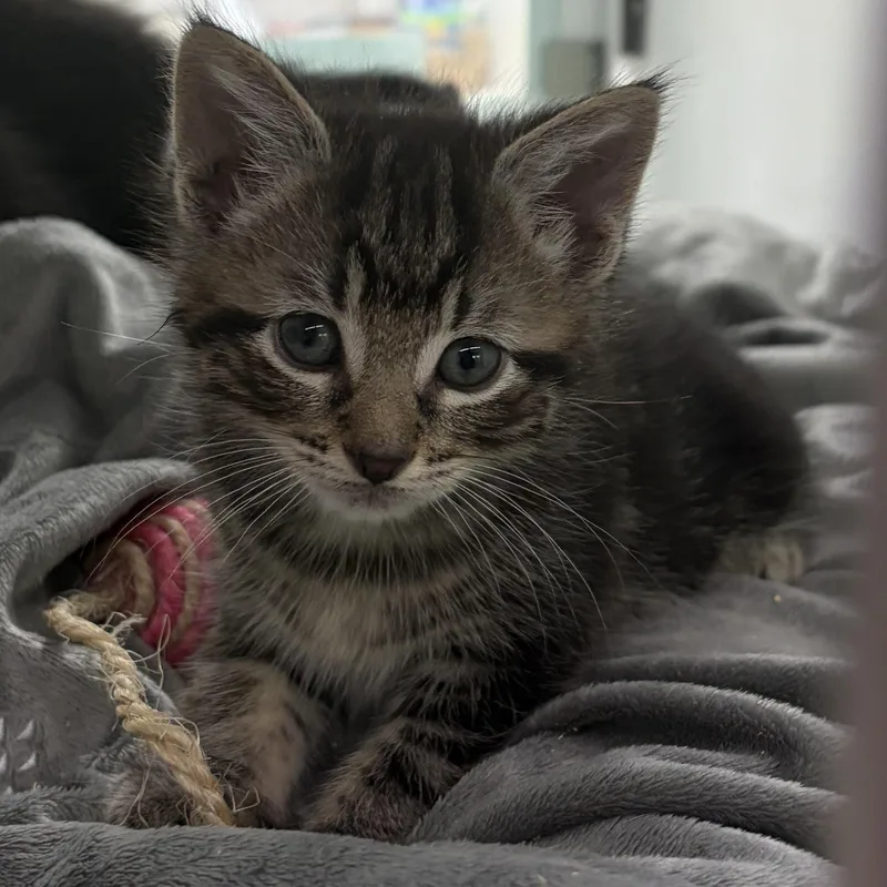A baby medium-sized male Tabby (Buff / Tan / Fawn) Domestic Short Hair cat named Randy for adoption in Southold, NY