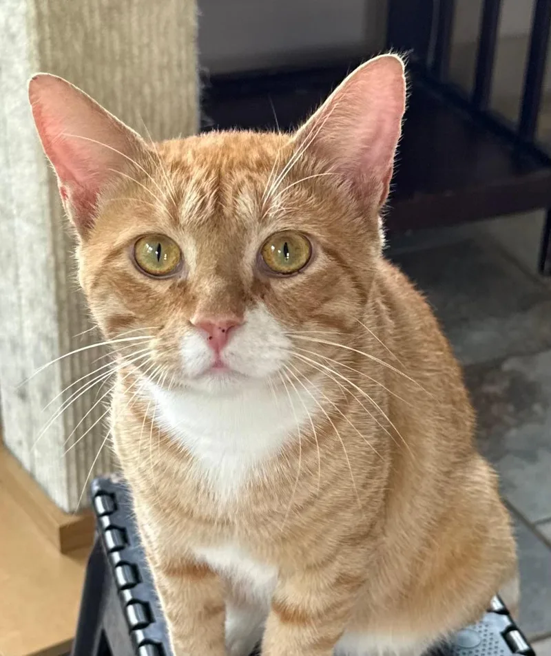 A young small-sized male Tabby cat named Clover for adoption in Capshaw, AL