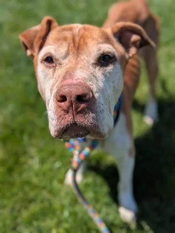 A senior large-sized male Pit Bull Terrier dog named Templeton for adoption in Dayton, OH