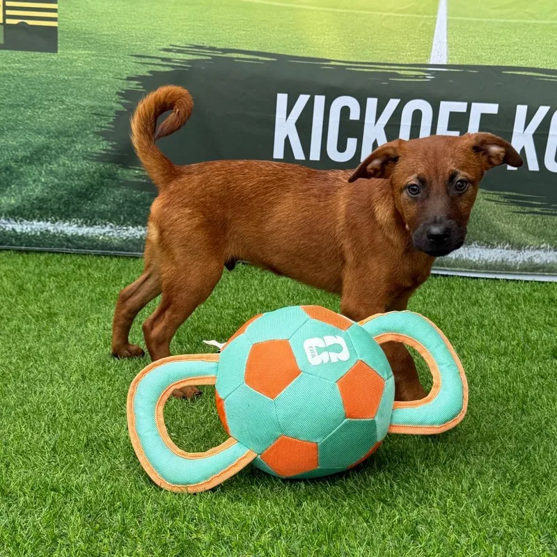 A baby medium-sized male Brown / Chocolate Cairn Terrier dog named Freddie for adoption in Kansas City, MO