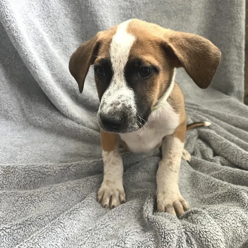 A baby medium-sized female White / Cream Cattle Dog dog named Stevie for adoption in Cashmere, WA