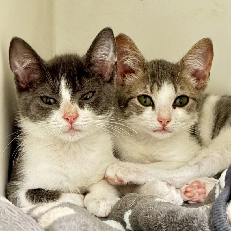 A baby medium-sized male Gray & White Domestic Short Hair cat named Gravy for adoption in Hilton Head Island, SC