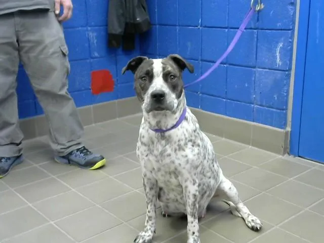 A young medium-sized female Pit Bull Terrier dog named Freckles for adoption in Albuquerque, NM