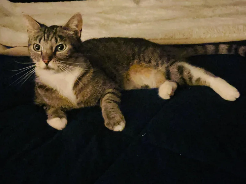 A young medium-sized female Tabby (Brown / Chocolate) Domestic Short Hair cat named Mocha for adoption in Orange, CA