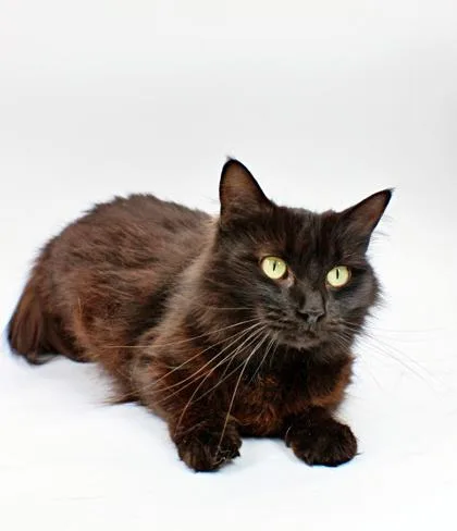 An adult small-sized female Domestic Medium Hair cat named Luna for adoption in Morton Grove, IL