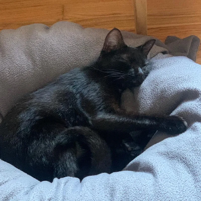 A young medium-sized female Black Domestic Short Hair cat named Noches for adoption in Houston, TX
