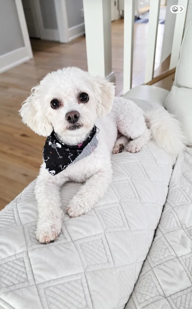 A young small-sized male White / Cream Standard Poodle dog named Winston for adoption in Canton , GA