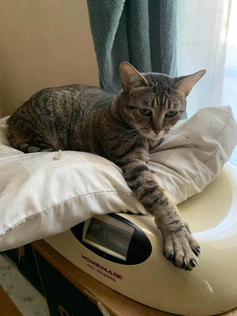 A young medium-sized female Tabby (Brown / Chocolate) Domestic Short Hair cat named Sammy for adoption in Brooklyn, NY