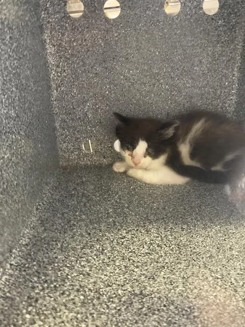 A baby small-sized male Domestic Short Hair cat named Charlie for adoption in Dallas, TX