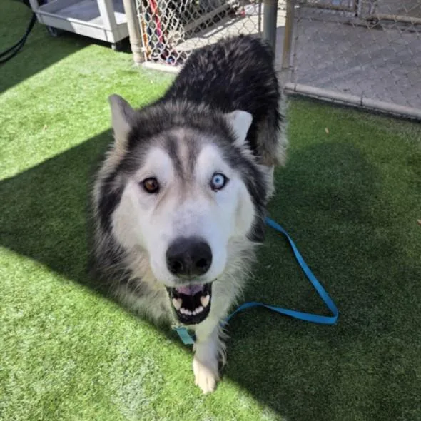 An adult large-sized male Husky dog named Duncan for adoption in Los Angeles, CA