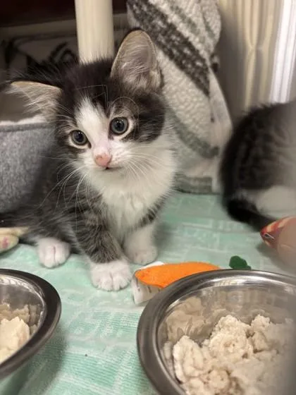 A young small-sized male Domestic Long Hair cat named Cufflink for adoption in Scotia, NY