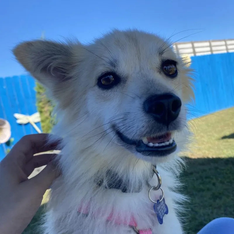 An adult small-sized female Apricot / Beige Mixed Breed dog named Honeybee for adoption in Fletcher, NC