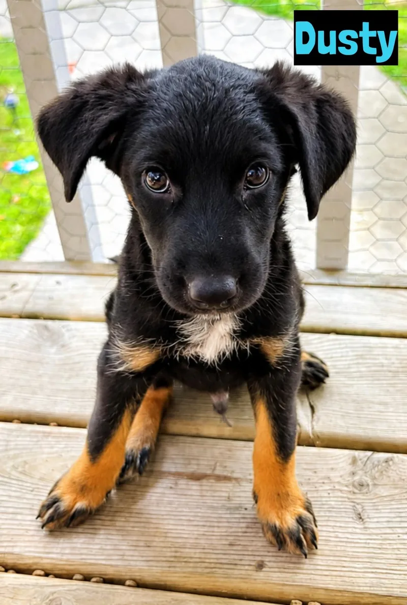 A baby medium-sized male Bicolor Shepherd dog named Dusty for adoption in Grand Rapids, MI