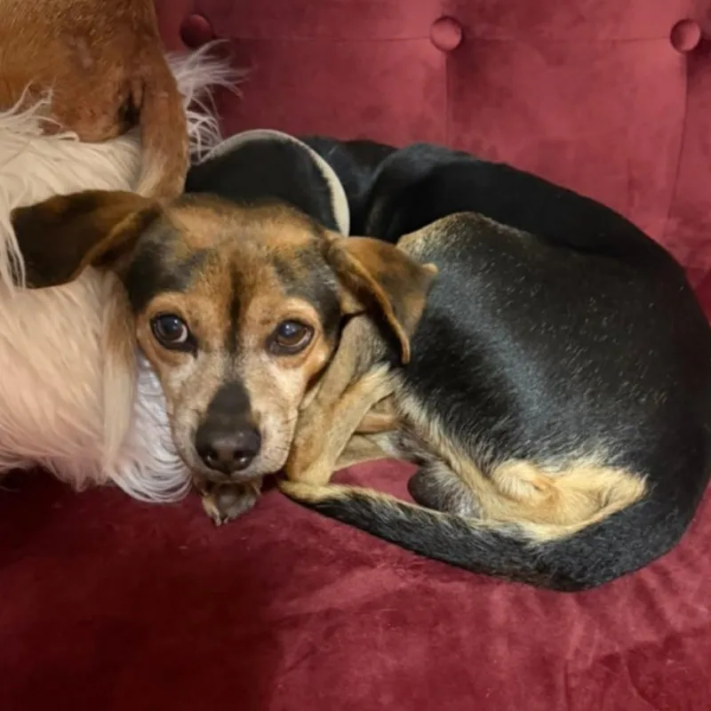 An adult small-sized male Black Chihuahua dog named Charlie for adoption in Lake Jackson, TX