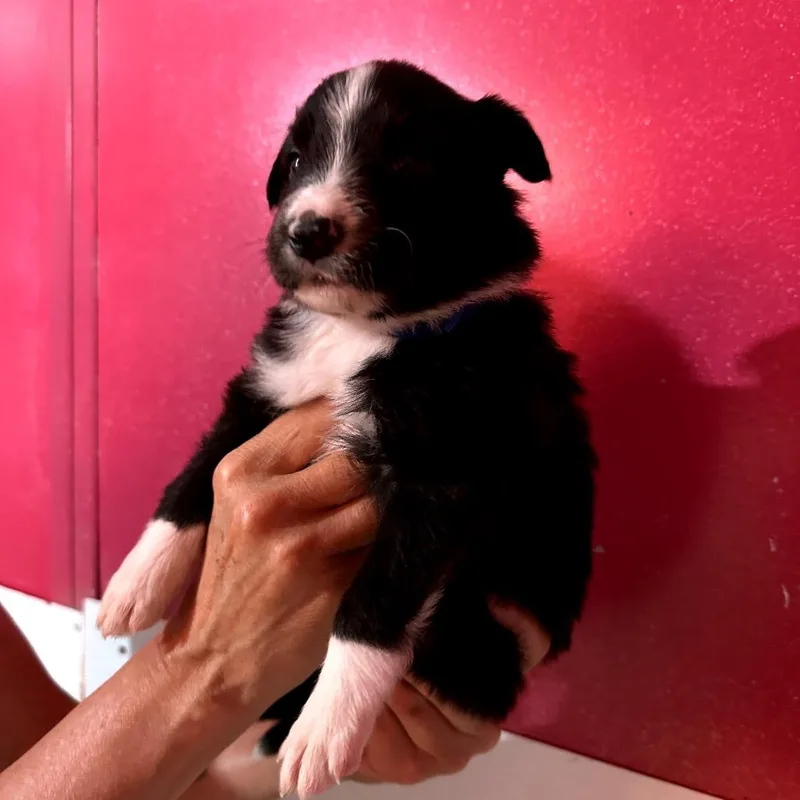 A baby medium-sized male Black Border Collie dog named Hey Joe for adoption in Point Richmond, CA
