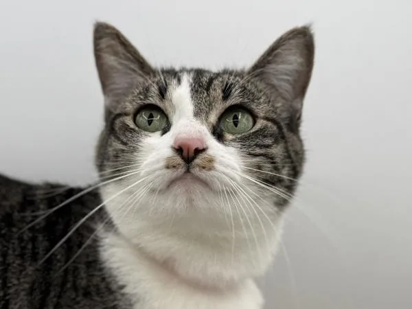 An adult small-sized female Domestic Short Hair cat named Dani for adoption in Portland, OR