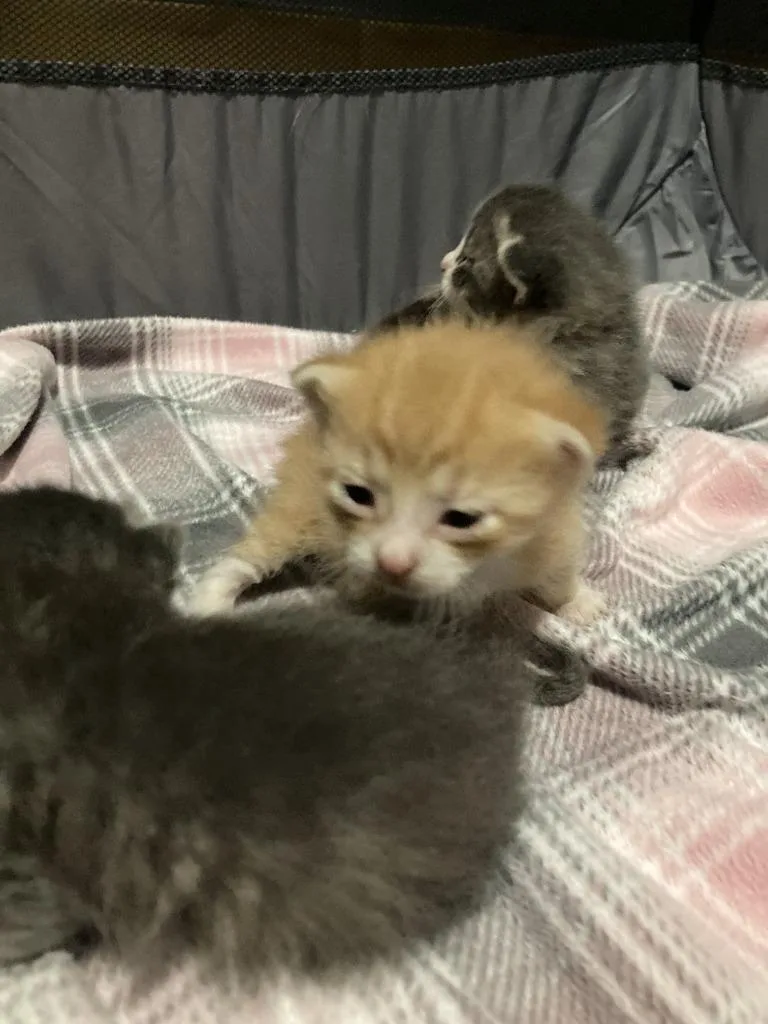 A young medium-sized male Domestic Short Hair cat named Chance for adoption in St. Cloud, MN