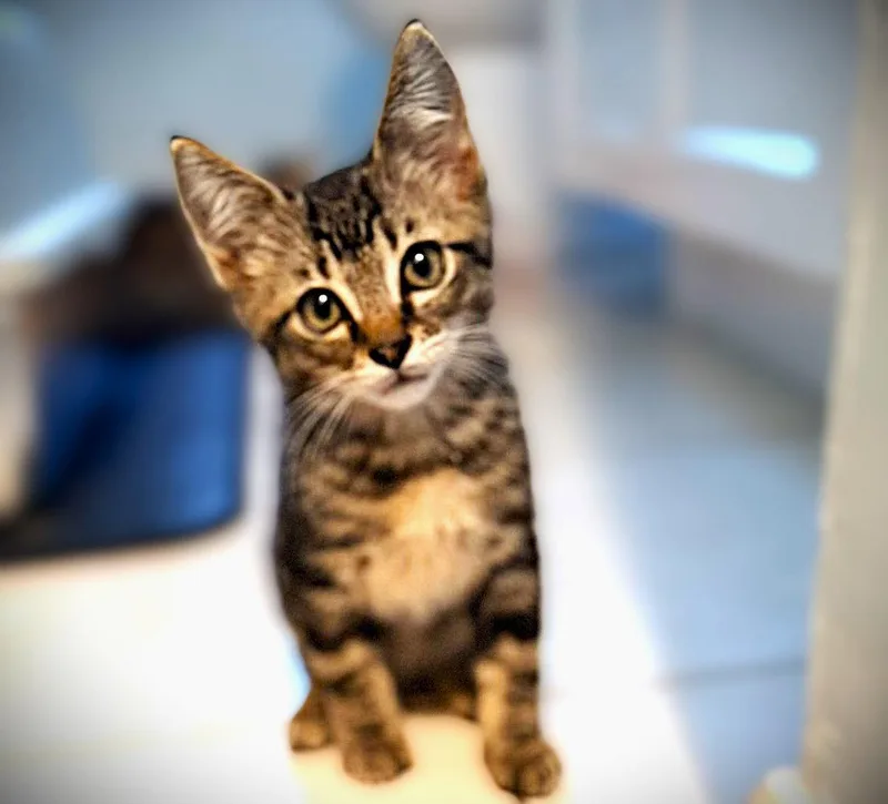 A baby medium-sized male Tabby cat named Tater Tot for adoption in Fort Myers, FL